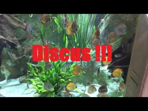 Huge Discus Aquarium !!! ( Symphysodon aequifasciatus )