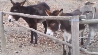 Donkey Helps Donkey Climb Fence | ABC News