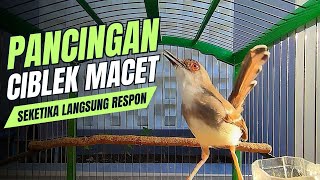 Download lagu SUARA BURUNG CIBLEK SEMI GACOR VARIASI UNTUK PIKAT DAN PANCINGAN CIBLEK KRISTAL DAN CIBLEK SEMI mp3