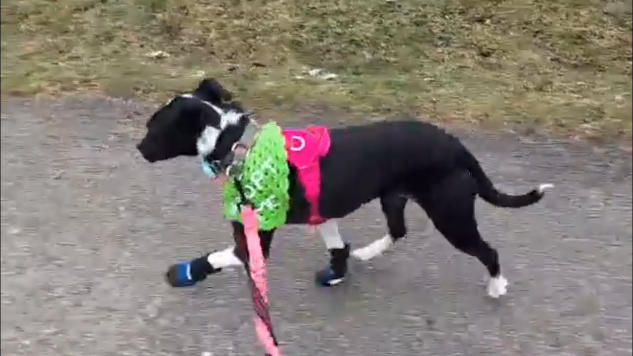 Enlarge Dixi, a ADOPTABLE mixed breed in Mississauga, ON video 6/6