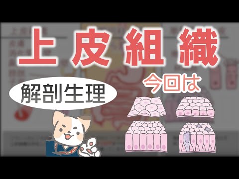 ポエキリ科について詳しく解説