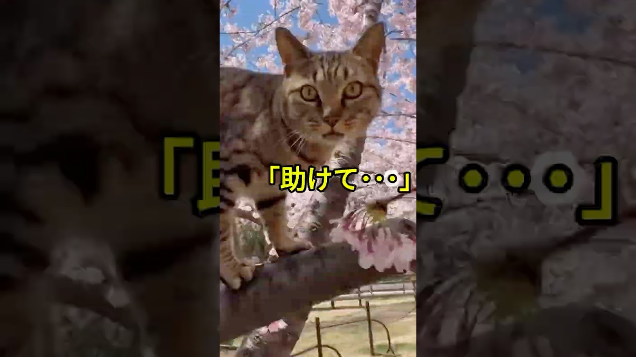 桜の木から降りられない猫を救う男性【猫感動物語】 #shorts