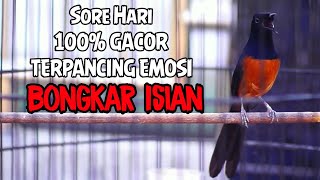 Download lagu MURAI BATU NIAS BLACKTAIL GACOR FULL EMOSI 100% SUKSES BUAT PANCINGAN LAWAN LANGSUNG BONGKAR MATERI mp3