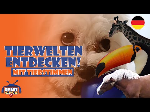 Entdecke die Tierwelt 🐄🦁🐒: Tiere lernen für Kleinkinder von Bauernhof bis Savanne! Mit Tierstimmen