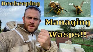 How to stop wasps from killing your Bees. Stop them entering the Beehive. Wasps and Beekeeping