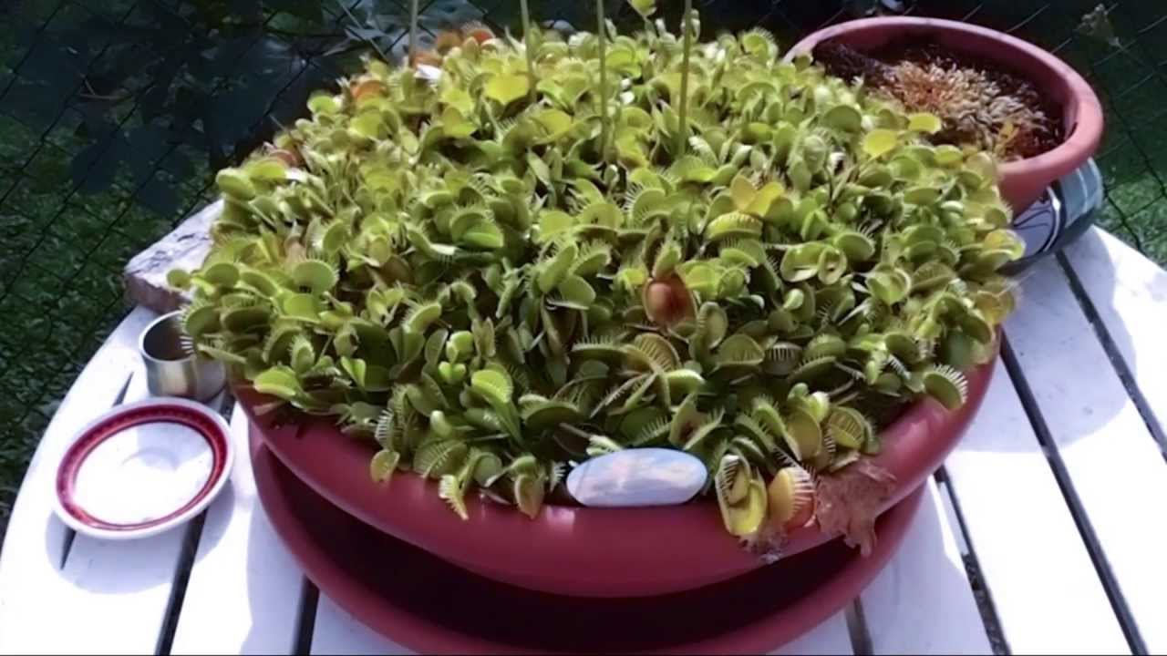 My venus flytrap (Dionaea Muscipula) incredible growth! - YouTube
