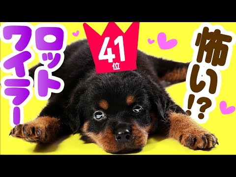 ロットワイラーの犬の名前 - 有名なロットワイラーの名前