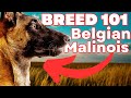 BELGIAN MALINOIS 101! Everything You Need To Know About the Belgian Malinois!