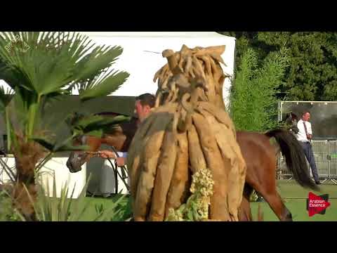 N.59 JUSTIFY KA - Chantilly 2018 AHO Breeders' Championship - Yearling Colts (Class 6A)