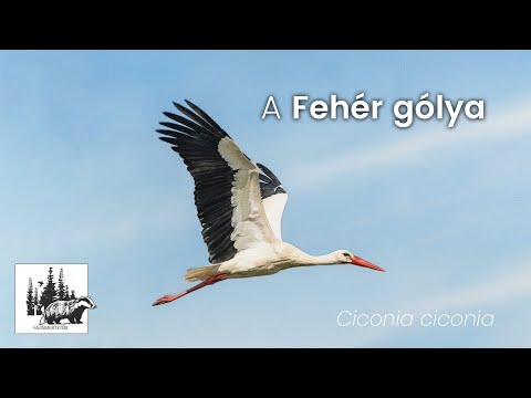 Fehér gólya