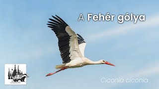 Szalakóta bemutatása – fajismertető videó