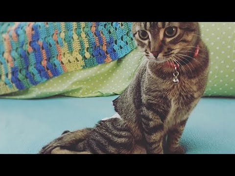 Meet Anushka, The Paralyzed Kitten Who Was Rescued From The Streets Of Mexico