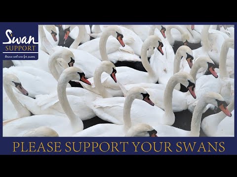Support Your Swans - The Bread Myth Busted