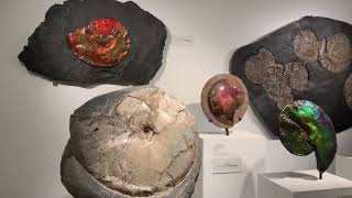 【Houston Texas Trip/ Museum of Natural Science 自然科学博物館】 格安航空券アイランドホッパーのルートでハワイまで行く時の注意点!私が学んで改善した事。
