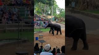 Elephant 🐘 Playing Basketball 🏀 👌 😍 💖💛💜👍❤️💚💙, animal stunts, animal videos, animal moments, #animal