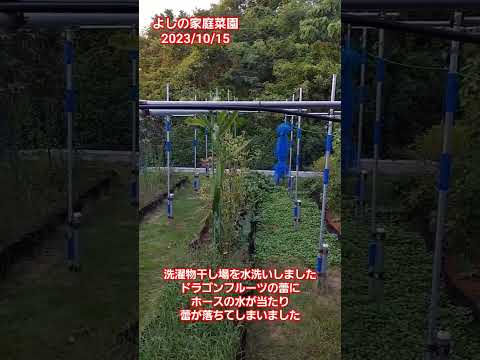 ドラゴンフルーツ、ピタハヤ 植物