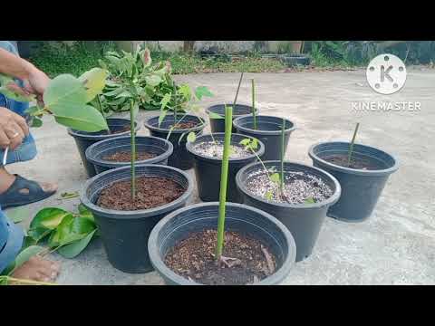 ベーコンの木 植物