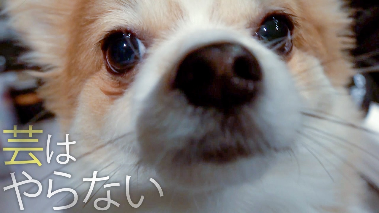 【最終回?】5度目の正直で虎太郎は芸を披露できるのか？