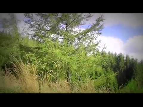 Pensiuni Hunedoara - Cazat.ro