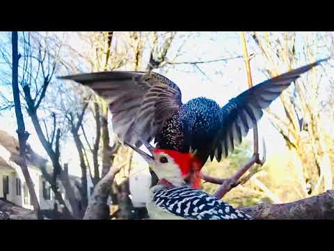 Red-bellied woodpecker attacks European starling