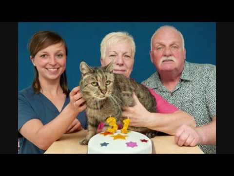 Defining Senior Age in Cats | Cat Care