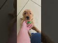 Golden Retriever dogs for sale: Dallas - Video 1