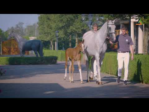 1. Urbanus (Zirocco Blue VDL x Harley VDL), colt, born 04-08-2020