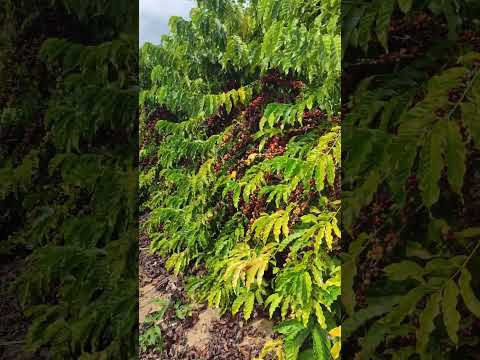 A1 CLONE CAFÉ CONILON (ES) COLHEITA 2025 #cafe