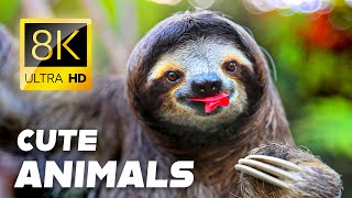 8K HDR Dolby Vision: Unbelievable Colorful Animal World