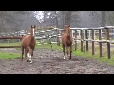 Sicilia von Scolari - Falsterbo