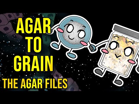 The Agar Files - Inoculating Agar to Grain