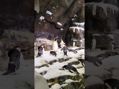 Penguins Screaming 😱 | Real Penguin 🐧 Sounds