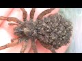 Pavoucek s rodinkou (Tearon) - Známka: 1, váha: velká