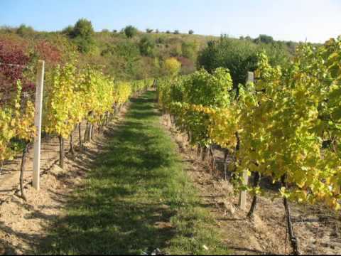 Pohoda kántry bend - Vánek s vůní burčáku