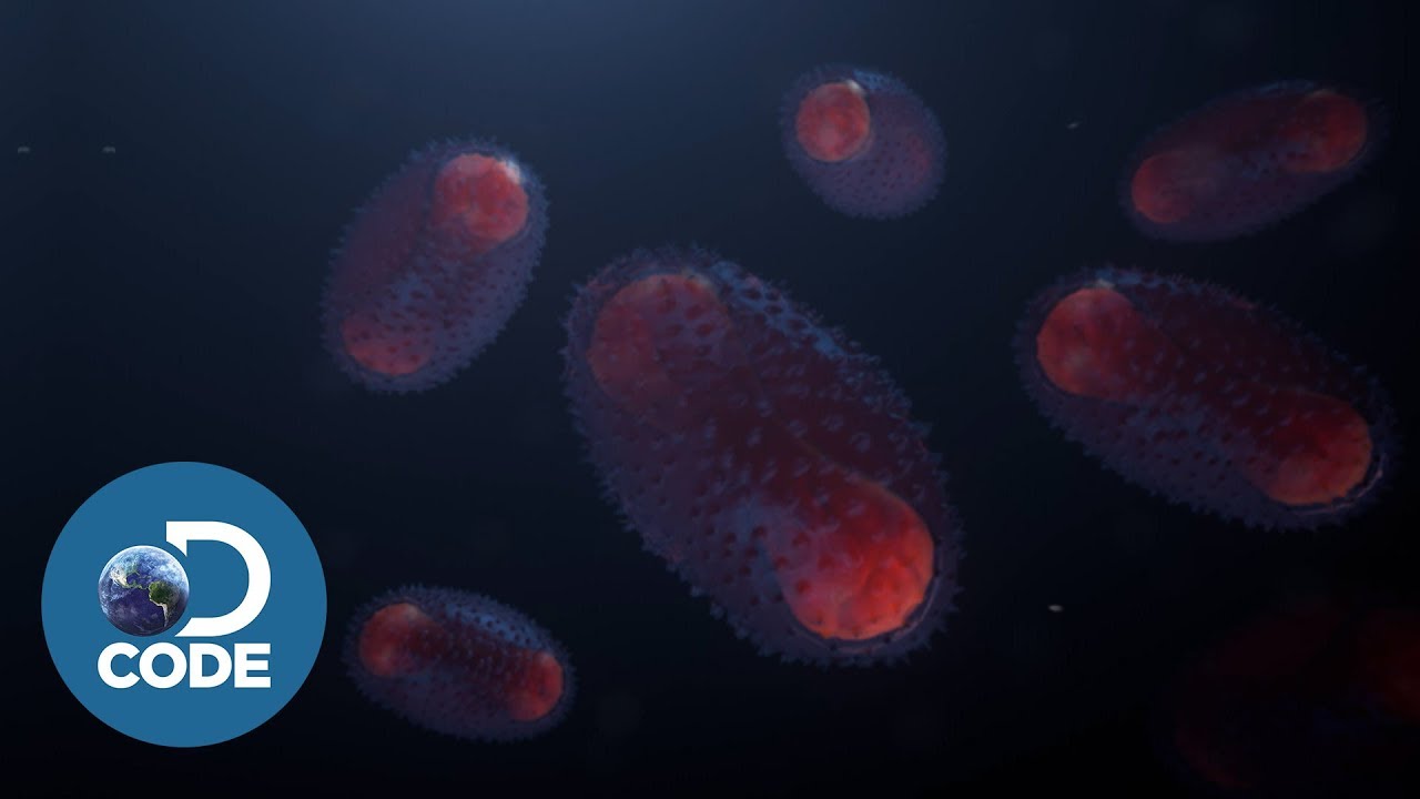 How Smallpox Infects the Body - YouTube