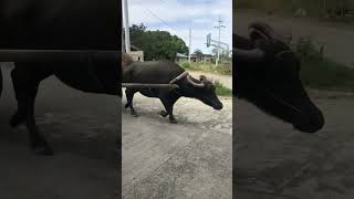 Download lagu Meet the Philippines' Giant Carabao. 🇵🇭 #pinoy #philippines #asia #fyp #kalabaw mp3