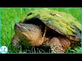They Can Survive Months Without Breathing Snapping Turtles
