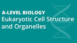 Eukaryotic Cell Structure & Organelles - A-level Biology [❗VIDEO UPDATED - LINK IN DESCRIPTION👇]