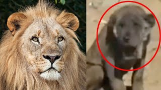 LION / DOG CROSSBREED - real or fake?