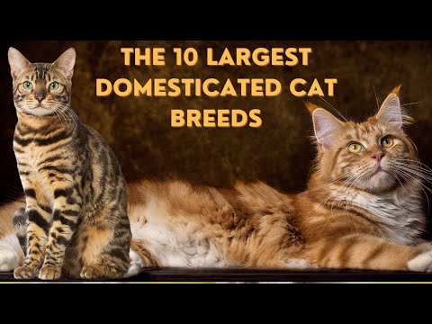 10 Largest Domesticated Cat breeds