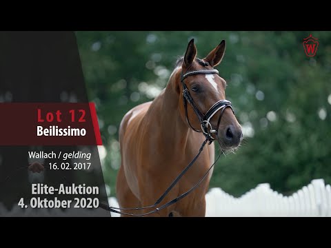 Elite-Auktion 4. Oktober 2020 Lot 12 Beilissimo Wallach v. Belissimo M - San Amour I