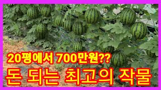 돈되는 최고의 농작물 20평에서 700 만원? 애플수박 재배방법,터널재배 순치기,키우기,수직재배 주말농장,텃…