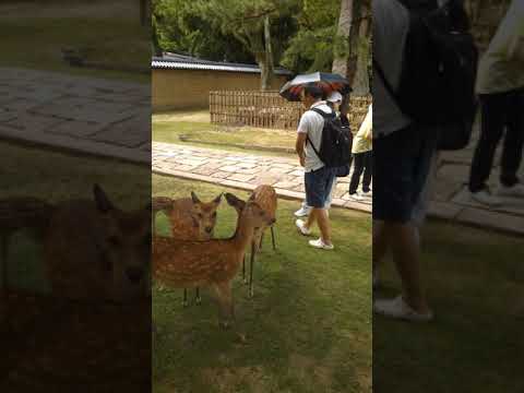 園芸 鹿の角、ヘラジカの角