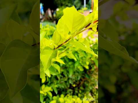 O Hansini #nature #naturelovers #flowers #green