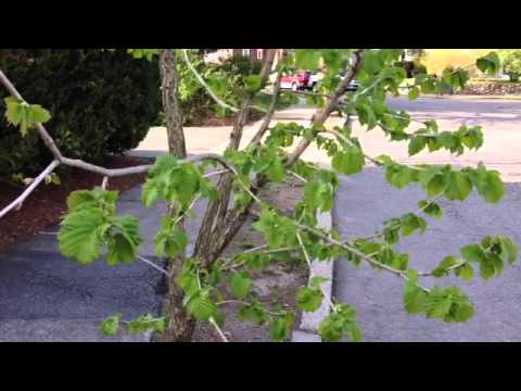 Turkish filbert trees leafing out