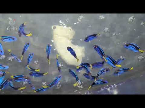Biota captive bred Blue Tang