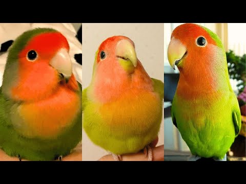 Perroquets drôles et mignons - essayez de ne pas rire !!! ❤️🦜