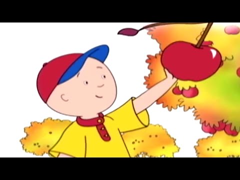 Caillou y el Manzano | Caillou en Español Castellano