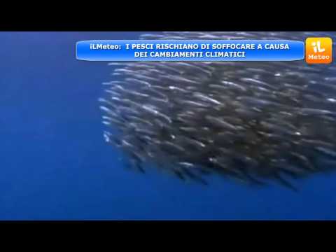 I PESCI RISCHIANO DI SOFFOCARE A CAUSA DEI CAMBIAMENTI CLIMATICI