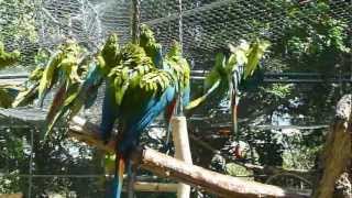 preview picture of video 'Santuario lapas El Manantial/Macaw Sanctuary El Manantial'